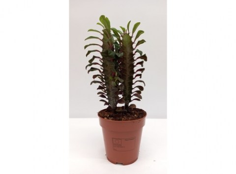 Euphorbia Trigona Rubra V12cm A35cm 1